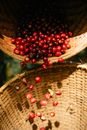 Ripe raw coffee cherries falling into wicker basket in sunny plantation during harvesting season