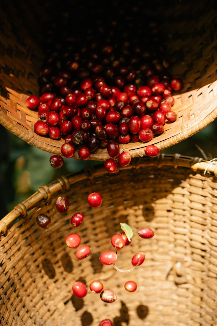 Ripe Coffee Berries Falling Into Wicker Basket