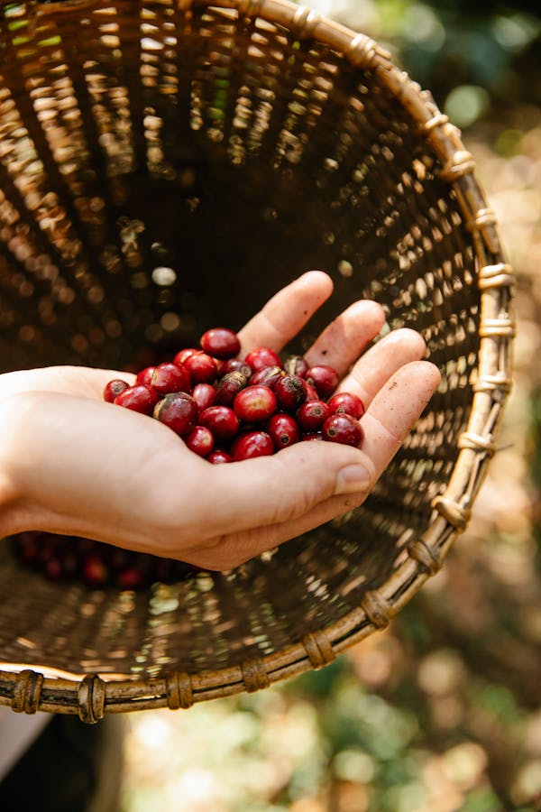 Crop unrecognizable gardener showing ripe coffee berries on hand