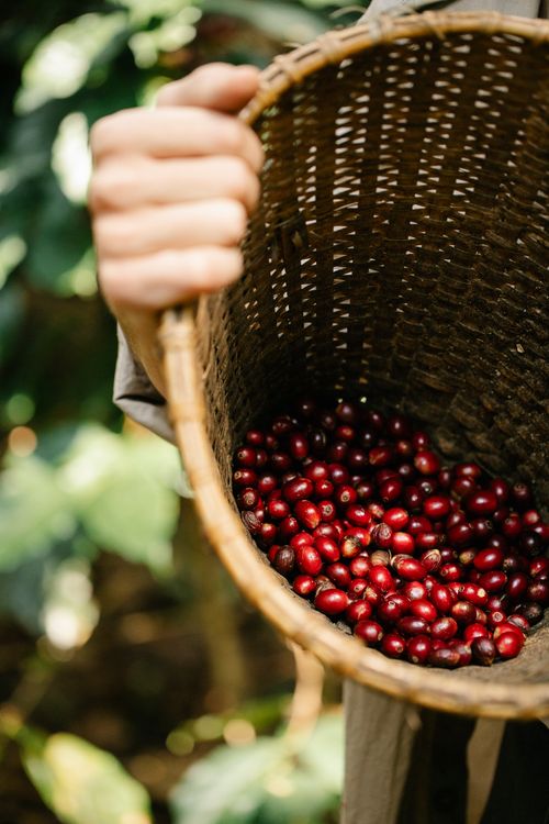 Free Crop unrecognizable farmer demonstrating wicker basket with heaped red raw coffee cherries in lush sunny plantation Stock Photo