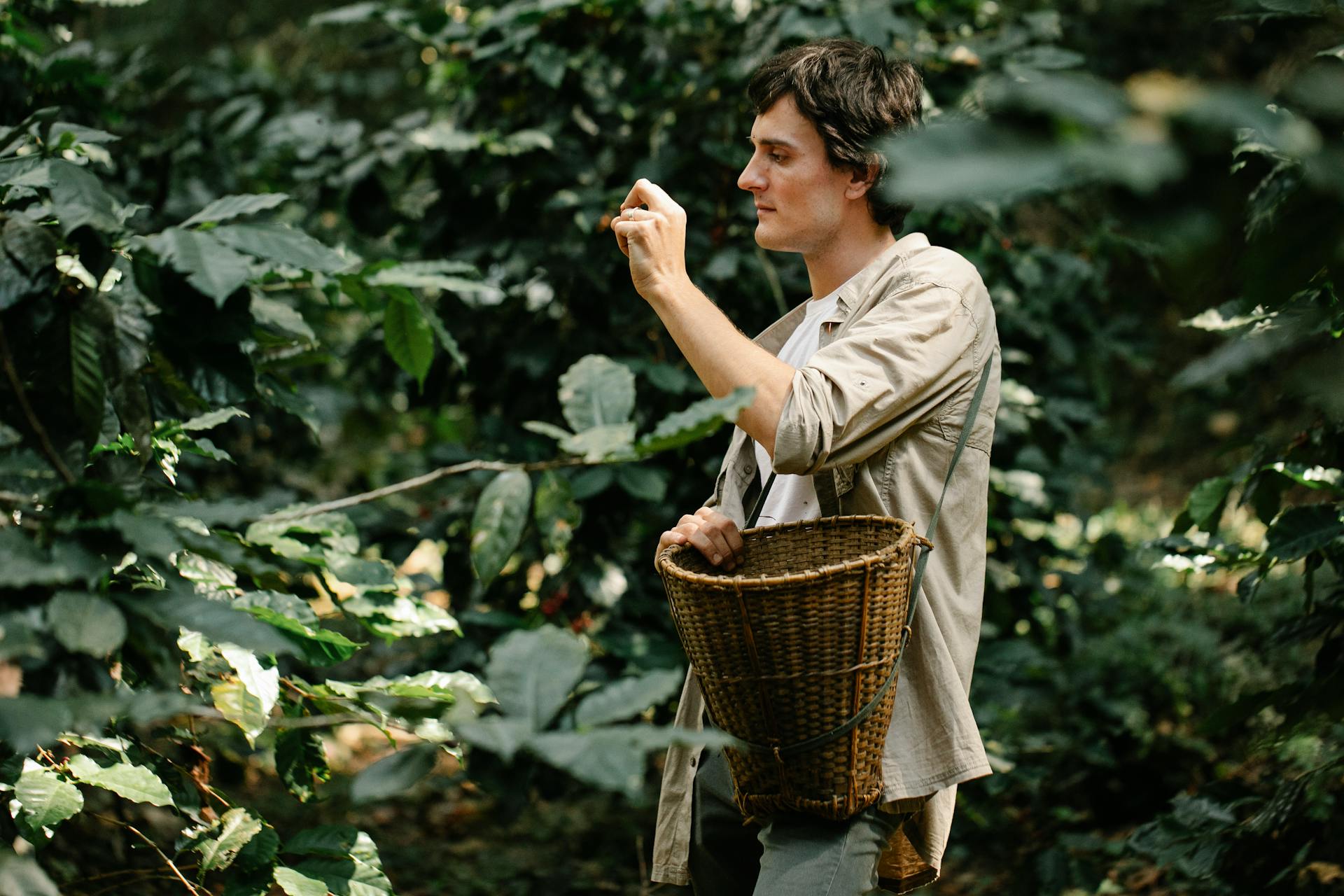 Side view male planter wearing casual clothes looking at coffee cherry while standing with wicker basket in abundant garden on sunny day