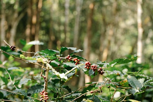 Coffee shrub with ripening berries in lush park