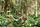 coffee tree