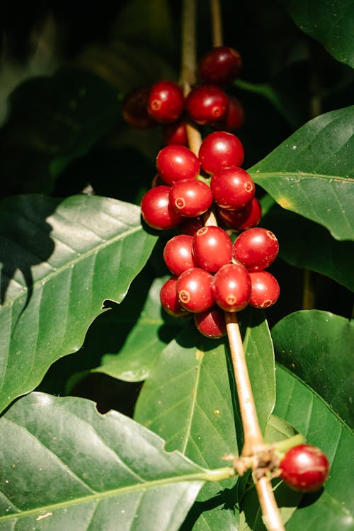 Free From above red coffee cherries ripening on tree branch in sunny lush plantation Stock Photo