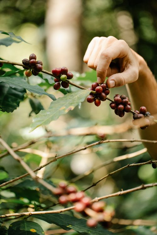 A hand picking ripe red coffee cherries from a branch in a plantation