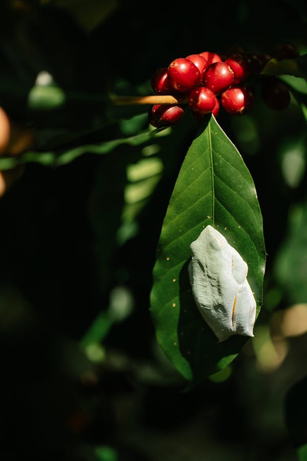 White frog sitting on lush coffee shrub leaf near red ripening berries in verdant sunny plantation
