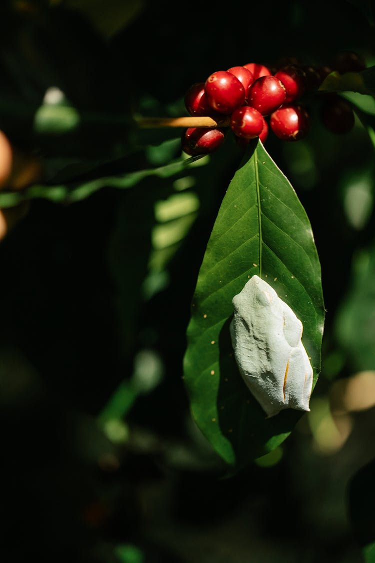 White Frog Is Sitting On Coffee Tree Leaf