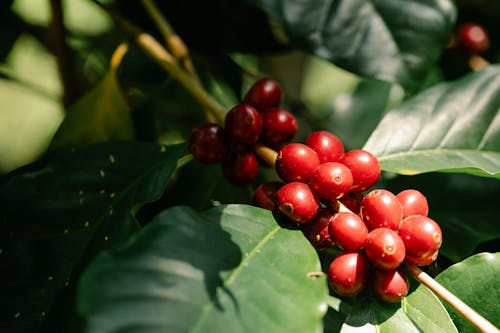Free Red coffee berries growing on tree branch Stock Photo