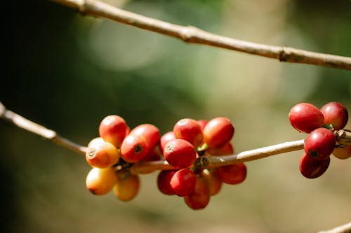 Red coffee berries ripening on thin branch on blurred garden background on sunny weather