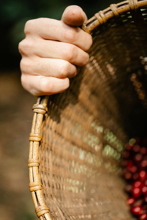 Free Crop anonymous farmer holding wicker basket with heaped red fragrant coffee cherries in sunny garden Stock Photo