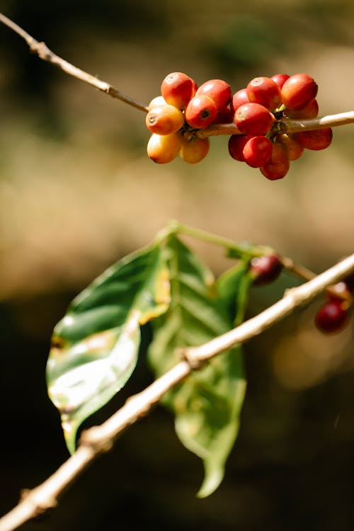 Red fragrant coffee cherries growing on thin shrub twig in verdant sunny plantation