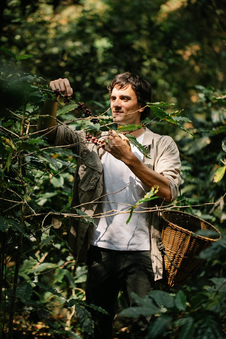 Positive Gardener Picking Coffee Berries In Plantation