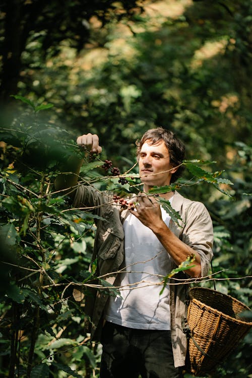Harvester collecting arabica coffee fruits from shrub in countryside
