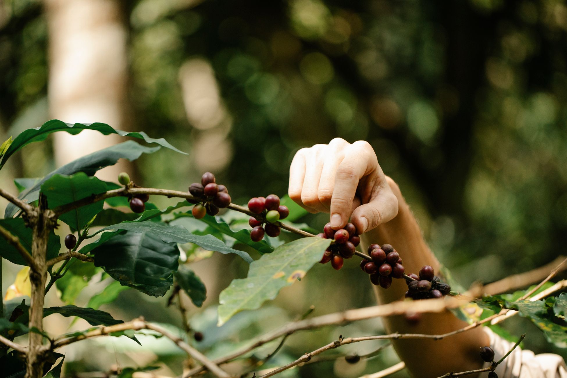 Crop anonymous male horticulturist harvesting fresh coffee cherries from shrub on farmland in summer on blurred background