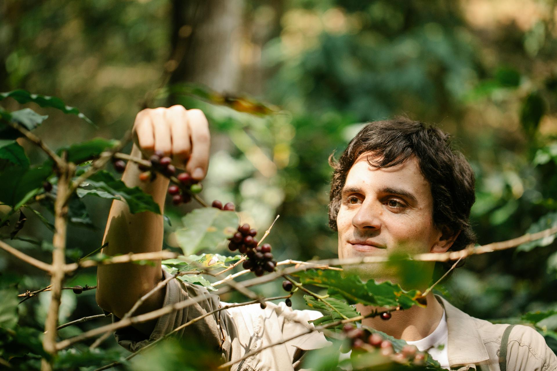 Smiling male harvester picking arabica coffee berries from shrub branch on plantation in sunlight on blurred background