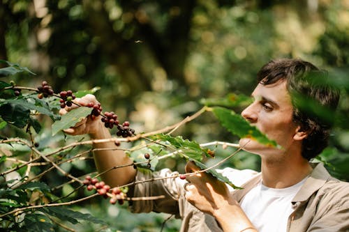 Harvester picking arabica coffee berries from plant in countryside
