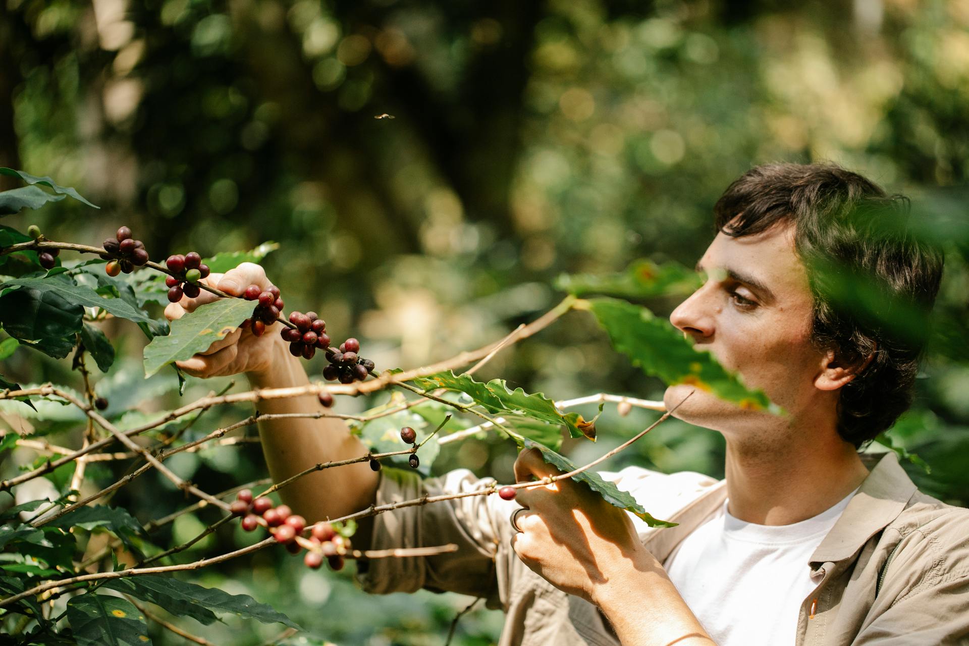 A farmer picking ripe coffee cherries from plants on a lush plantation.