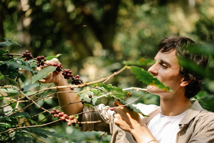 Harvester Picking Arabica Coffee Berries From Plant In Countryside