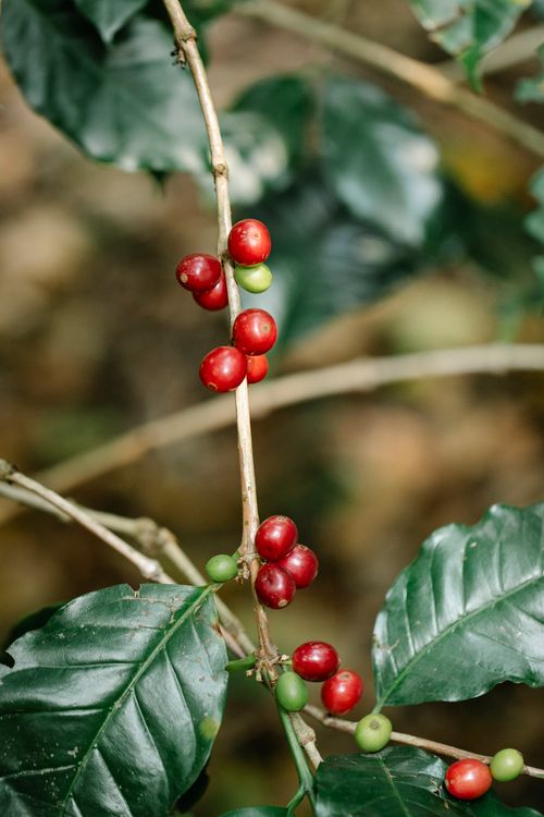Red and green coffee cherries ripening on a coffee branch