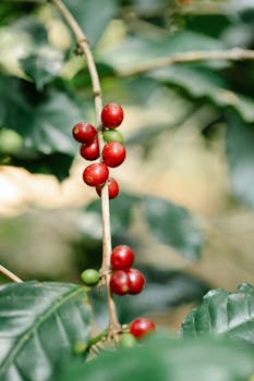 Vibrant red coffee cherries growing on a branch amidst lush green leaves in a sunny plantation setting.