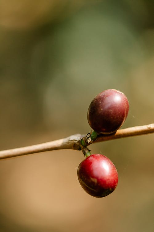 Brown coffee cherries on shrub stalk growing on plantation in sunlight on blurred background