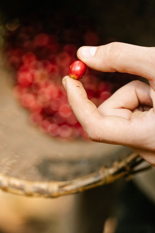 Free Crop anonymous farmer with coffee berry and bucket on farmland in sunlight on blurred background Stock Photo