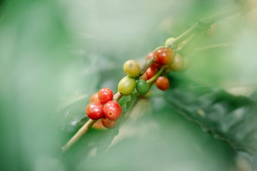 免费 一串, 咖啡果, 咖啡樱桃 的 免费素材图片 素材图片