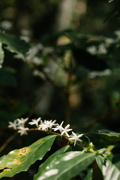 Arabian coffee shrub with blossoming flowers on plantation