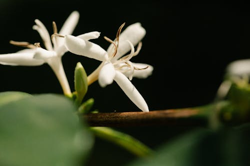 Closeup of blooming white flowers with stamens growing on arabica coffee plant in sunshine on black background