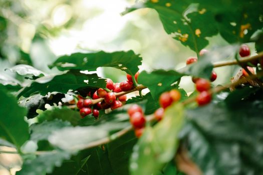 Coffee berries on green shrub in countryside