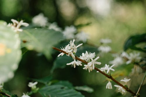 Arabica coffee shrub with blooming white flowers on stem growing on plantation on blurred background