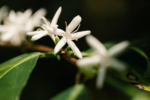 Kostenloses Stock Foto zu ackerland, angiospermen, arabica