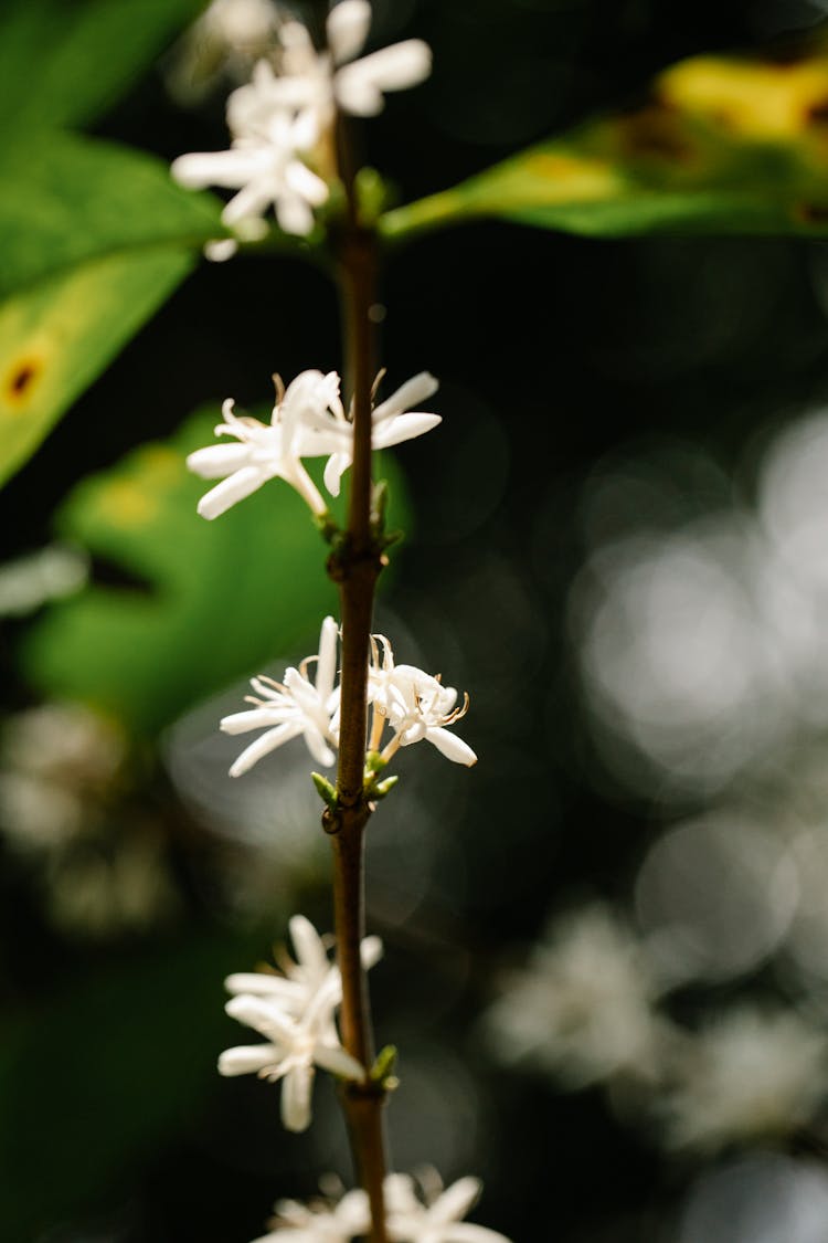 Stem Of Arabica Coffee With Blooming Flowers On Plantation