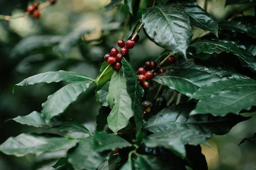 Bunches of coffee cherries growing on stems of plant with lush leaves on farmland in summer