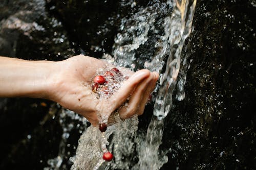 Free Person washing red berries in transparent water of brook Stock Photo
