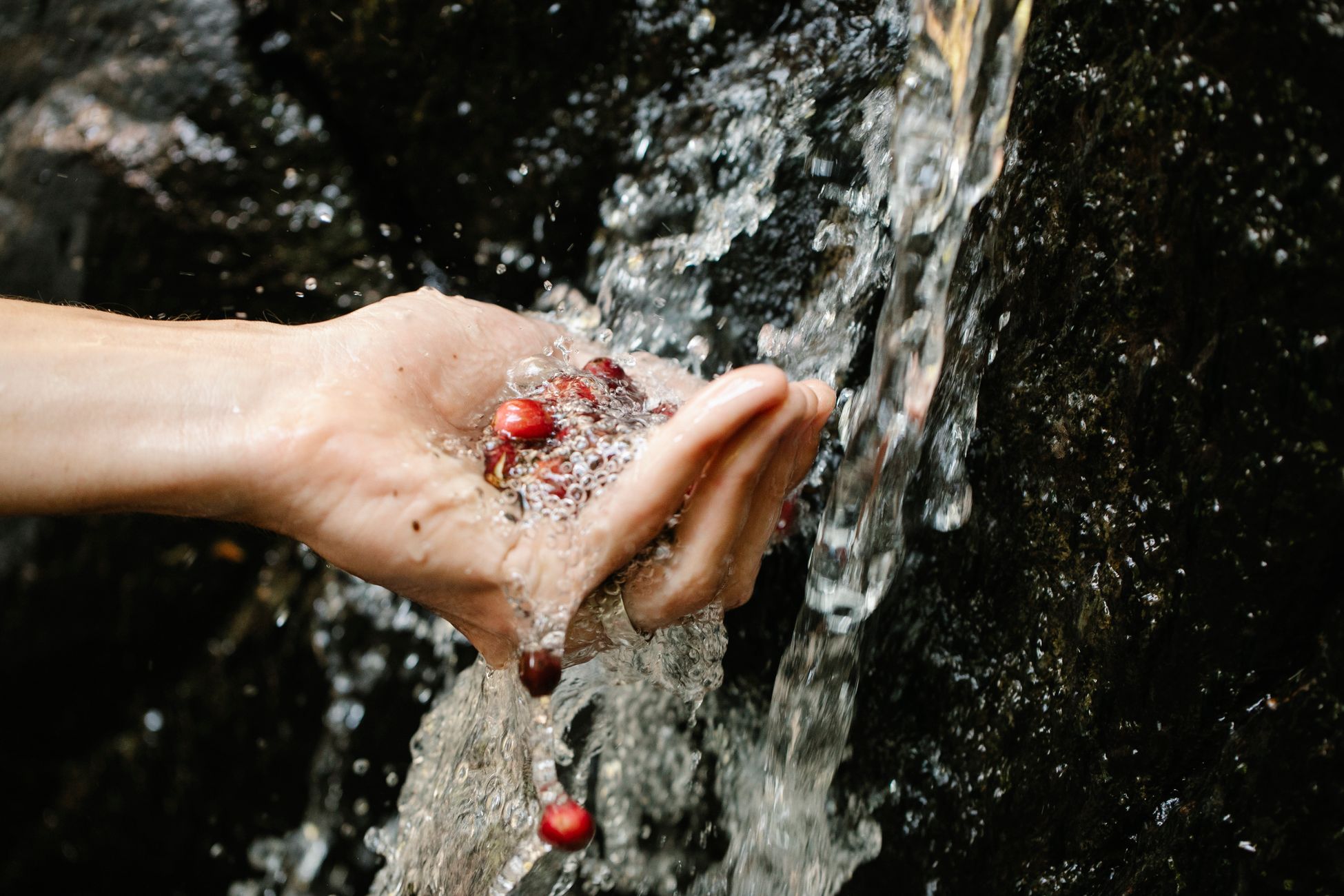 Crop anonymous person washing fresh berries in hand in cold stream in forest