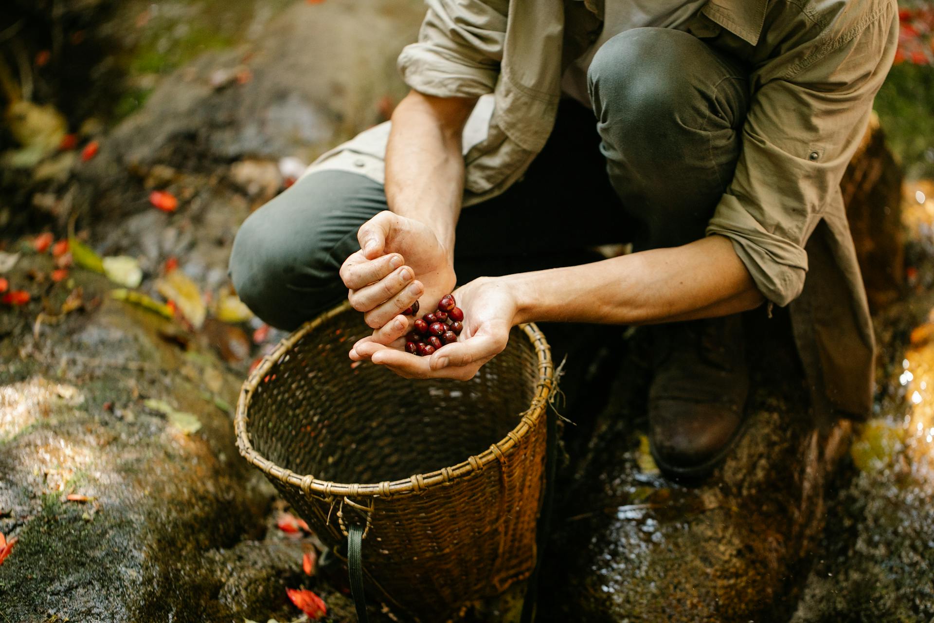 From above of crop faceless male hiker sitting on haunches while picking red berries from forest into wicker bucket