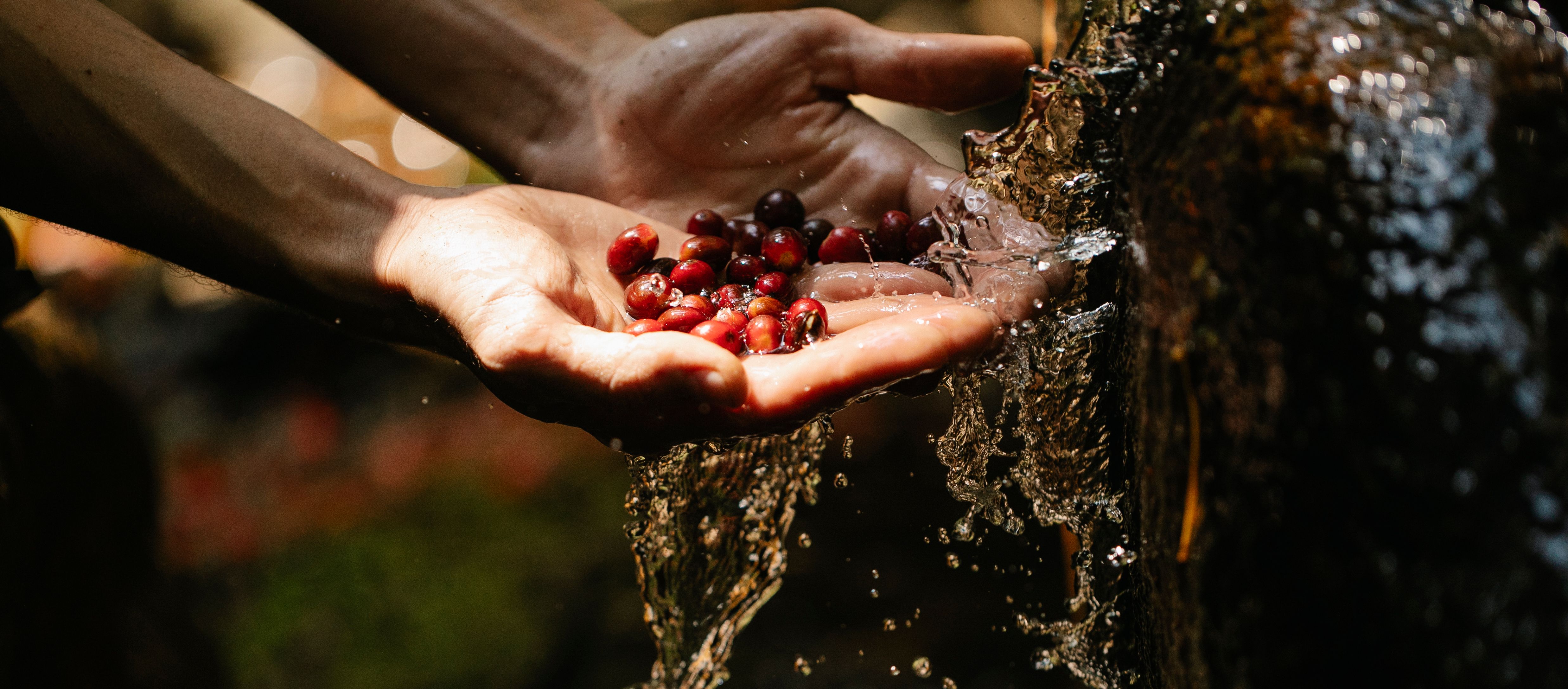 Crop anonymous male hiker holding and washing handful of ripe red berries under water streaming through rocky cliff on sunny day in forest