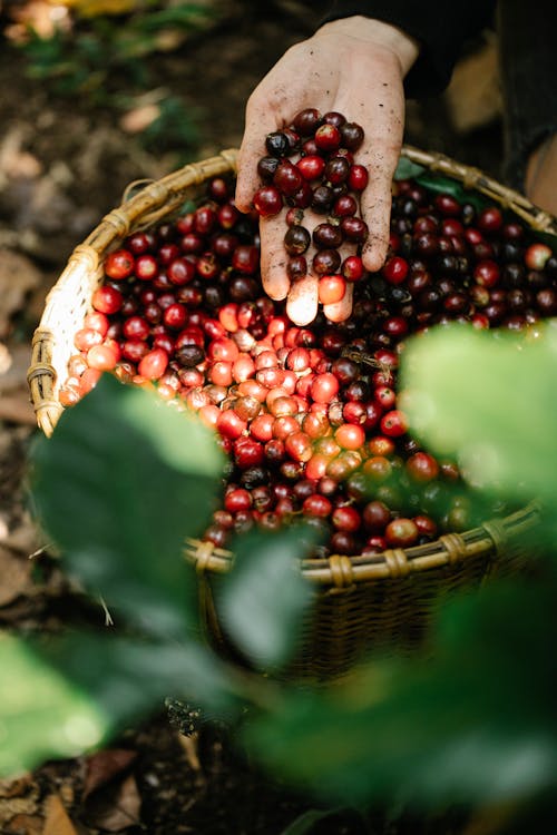 From above of crop unrecognizable gardener demonstrating pile of ripe fresh harvested coffee berries in wicker basket in forest