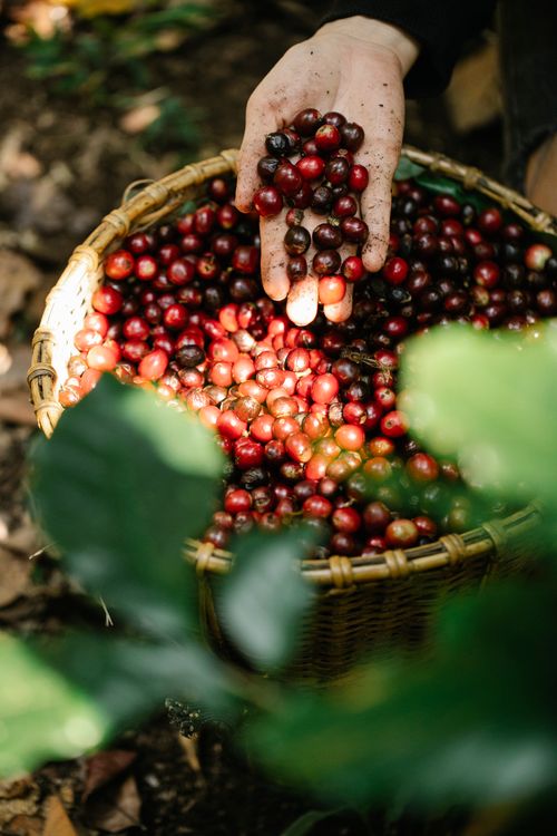 Free From above of crop unrecognizable gardener demonstrating pile of ripe fresh harvested coffee berries in wicker basket in forest Stock Photo