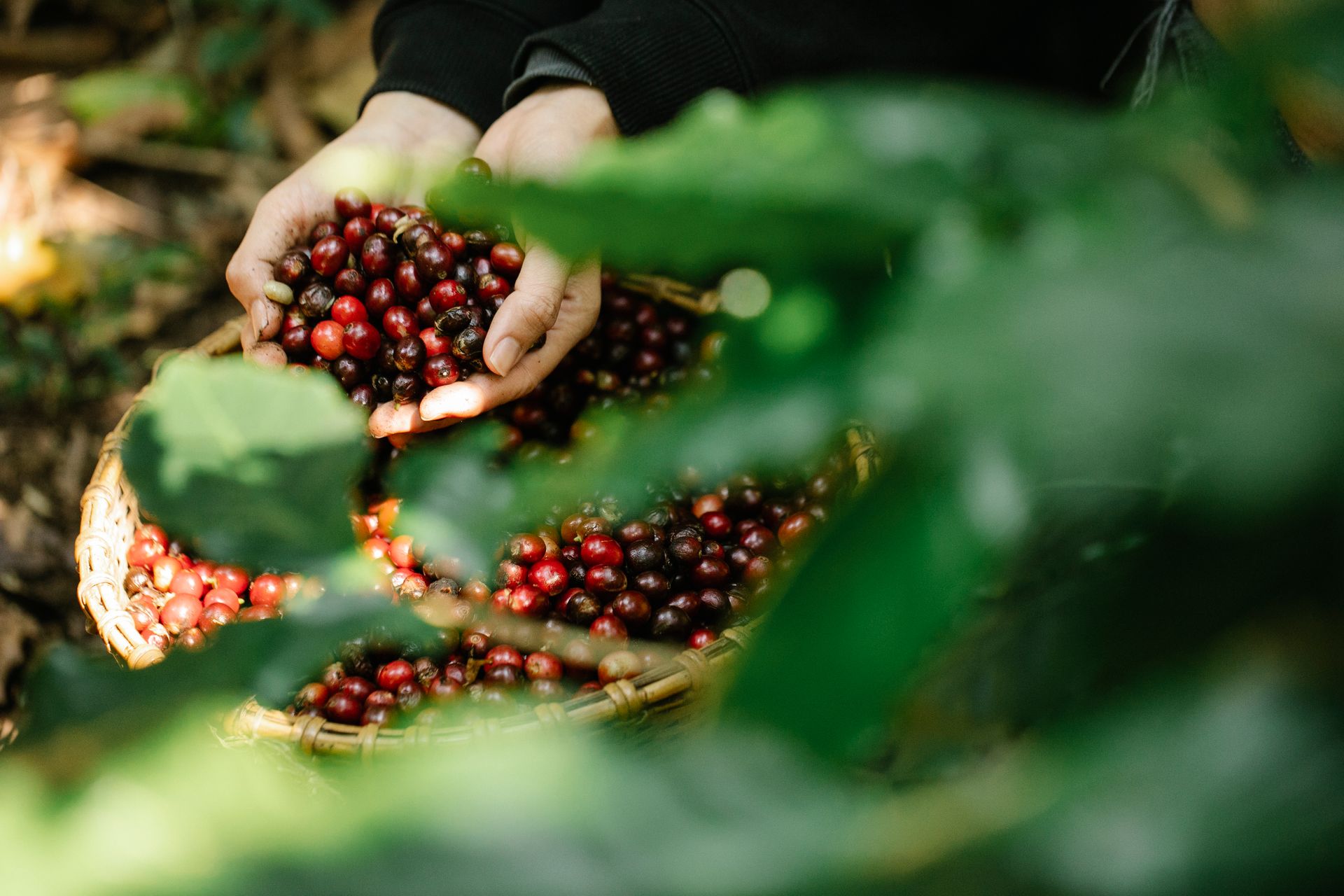 Close-up of hands gathering ripe coffee berries into a basket in a lush, green environment.