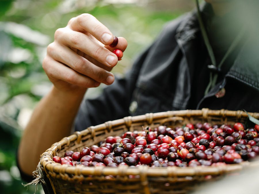 What fruit can make a man last longer in bed?