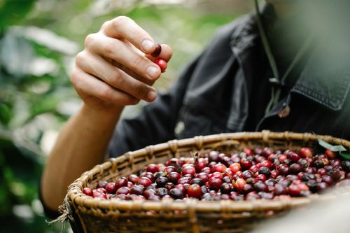 Free Crop anonymous male farmer in casual clothes eating tasty ripe red coffee berried harvested into wicker basket Stock Photo