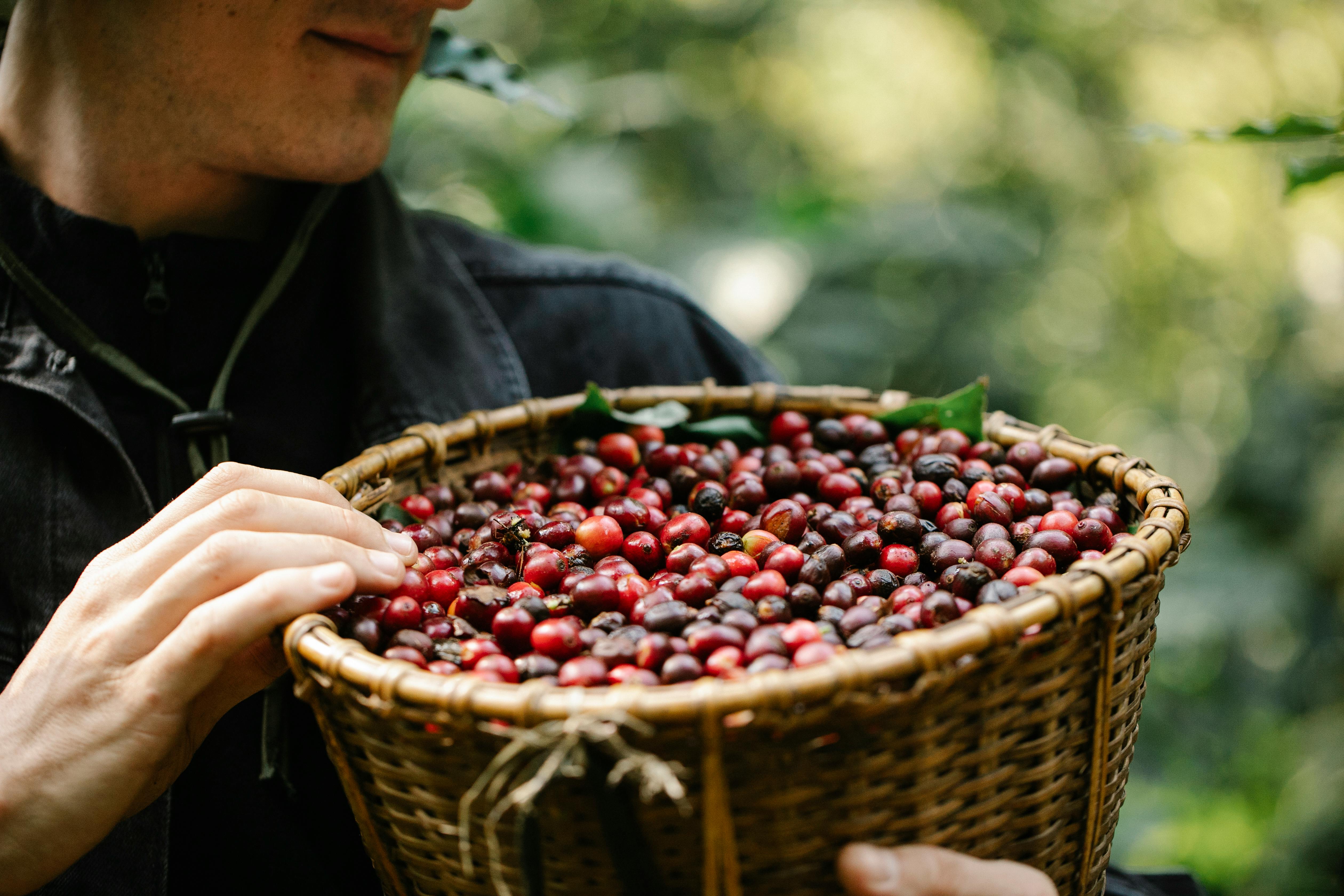 Free Crop anonymous male gardener carrying wicker basket filled with red ripe fresh coffee berries on sunny day Stock Photo