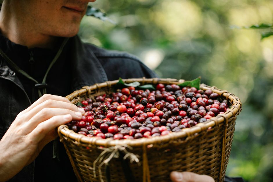 Crop anonymous male gardener carrying wicker basket filled with red ripe fresh coffee berries on sunny day Crop anonymous male gardener carrying wicker basket filled with red ripe fresh coffee berries on sunny day