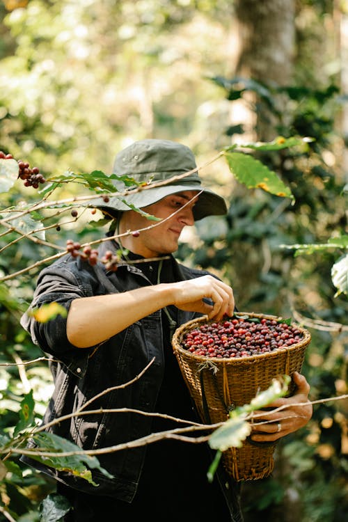 Young male horticulturist picking red coffee beans in garden