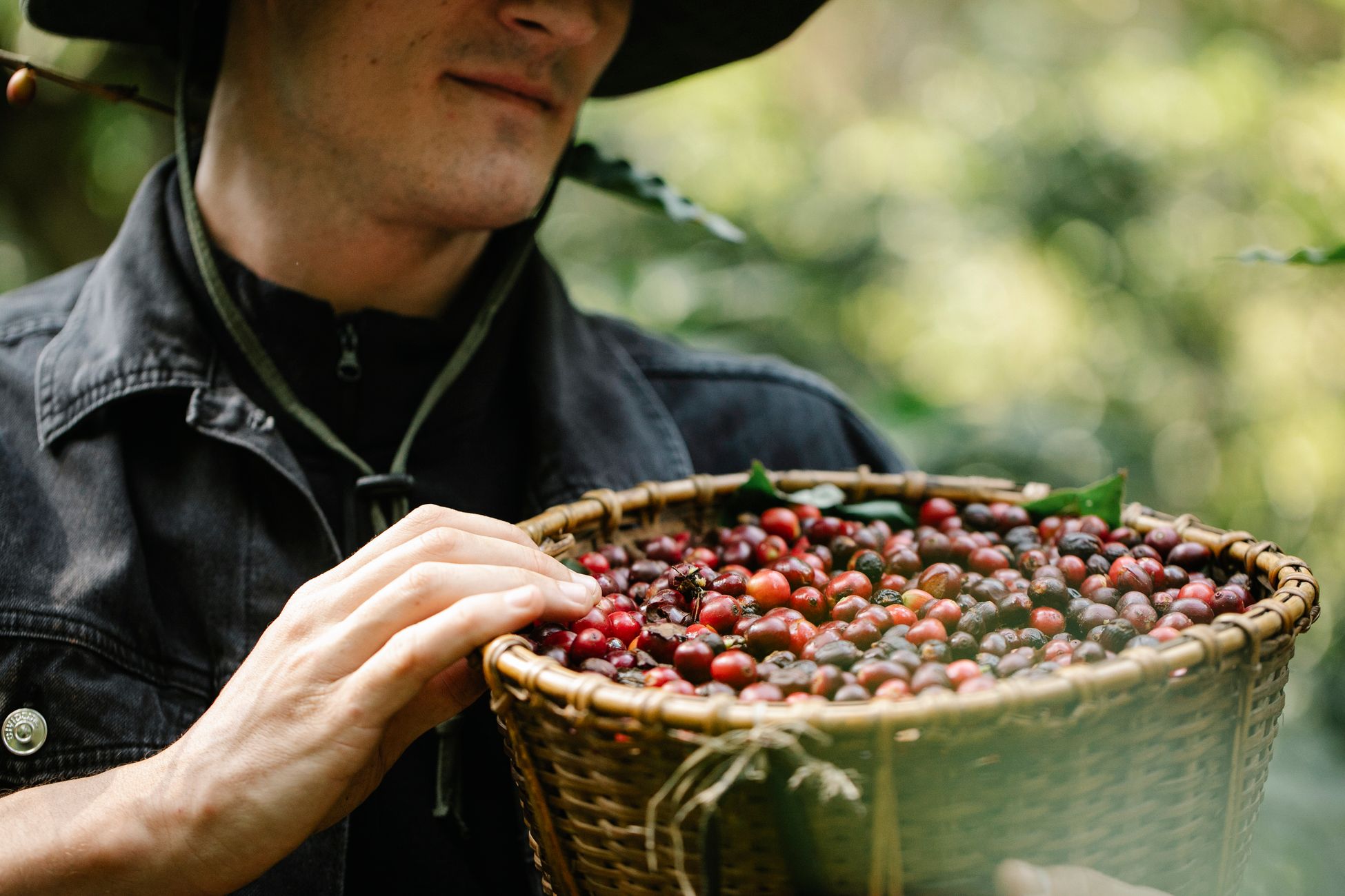 Crop young male farmer in casual clothes and hat holding wicker basket with ripe red coffee beans in lush green garden on sunny day