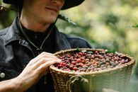 Young man collecting red coffee cherries into basket in green farm