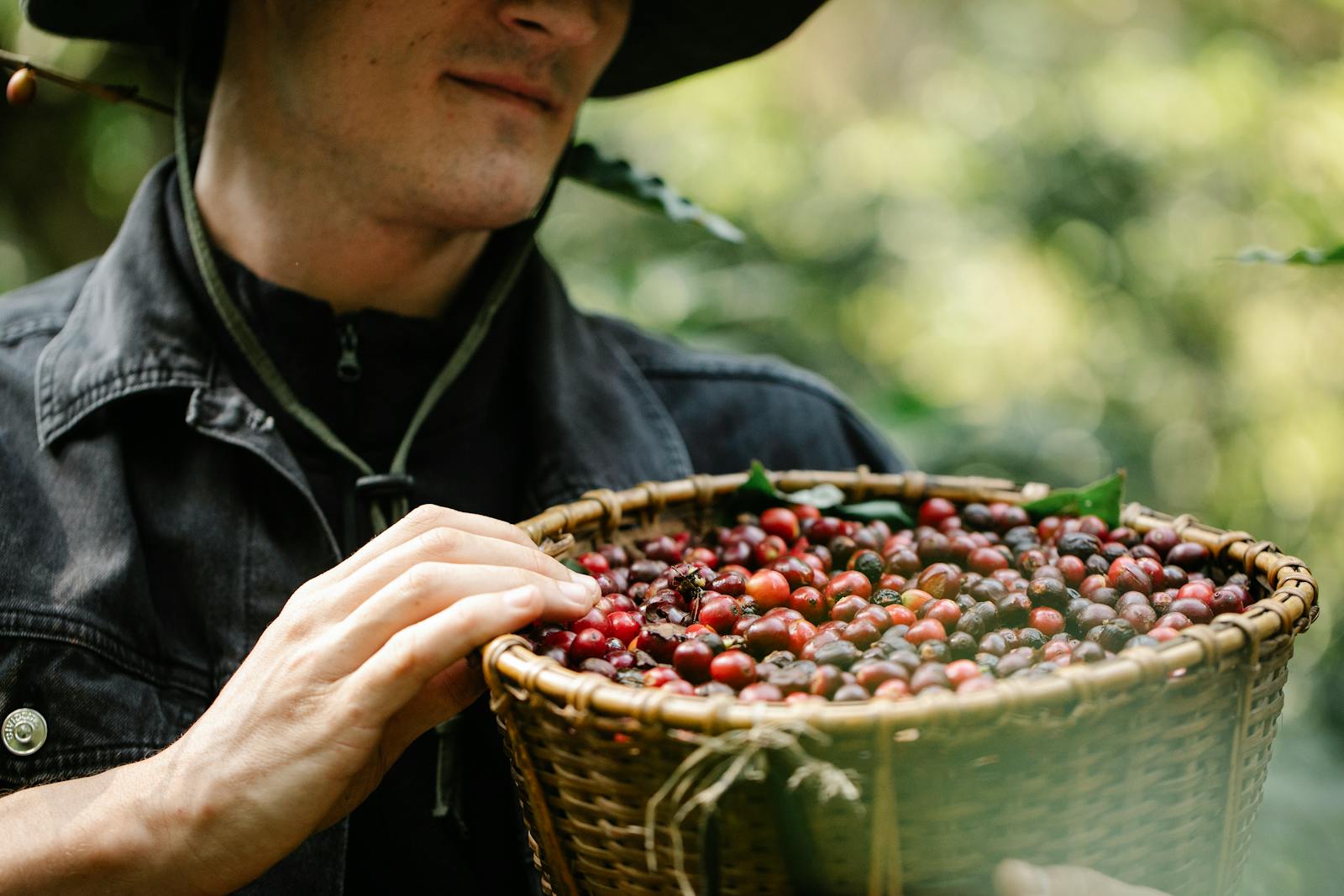 Farmer holding a basket of ripe coffee cherries outdoors