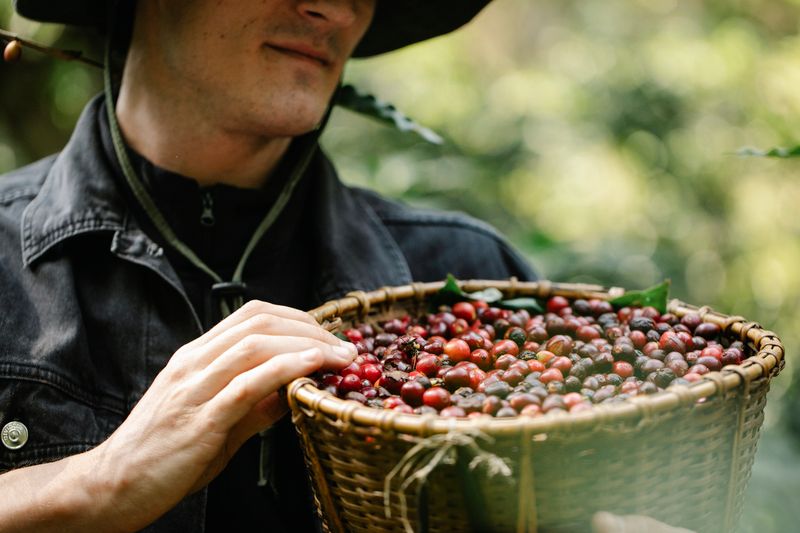 Cerises de café rouges, gros plan